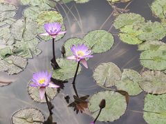 -云溪植物园