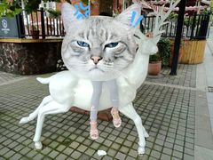 -四川省成都市彭州市白鹿镇