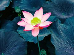 -北纬44度·金珠花海休闲农业旅游景区