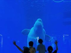 -海合安成都极地海洋公园