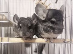 -龙猫仔乐园(惠福东路店)