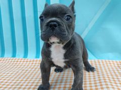 -1013 PET SHOP 宠物商店(近铁城市广场店)