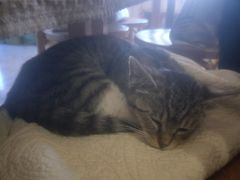-海边的猫和咖啡馆