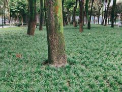 -重庆市江北嘴中央商务区中央公园