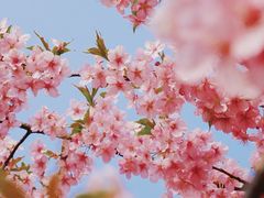 -上海辰山植物园