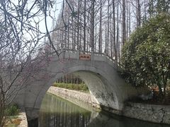 -水杉园
