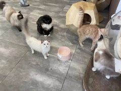 -楼上猫咖(罗湖店)