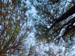 -原山国家森林公园