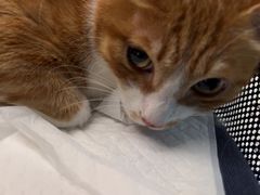 -瑞派康怡24h宠物医院·犬猫医疗中心·微创绝育(瑞景分院)