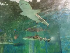 -锦艺城海洋馆