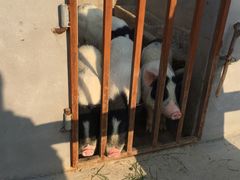 -田园东方蜜桃村的田野营地