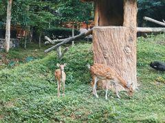 -清迈夜间动物园