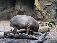 -奥兰多迪士尼动物王国乐园