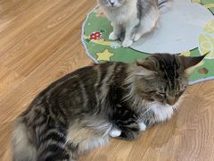 -COLOR PETS 撸猫馆·购猫·猫咖(长风大悦城店)