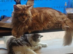 -平行世界·猫咖(首经贸店)