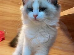 -猫十亿·布偶金渐层·曼基康矮脚猫舍(青年路店)