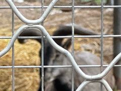 -青藏高原野生动物园