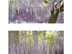 -嘉定紫藤园