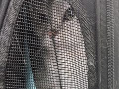 -瑞派宠物医院·犬猫全科·猫友好(宾水西道店)