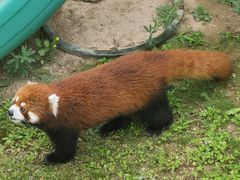 -青藏高原野生动物园