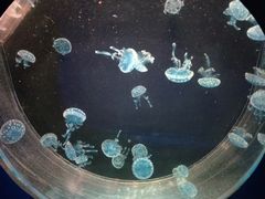 -海合安成都极地海洋公园