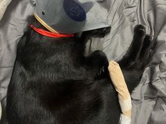 -萌兽医馆·犬猫专科·眼科中心·宠物医院(朝阳门分院)