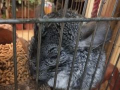 -大自然花鸟鱼虫市场