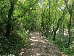 -抱犊崮国家森林公园