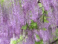 -嘉定紫藤园