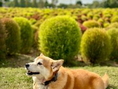 -花开海上生态园