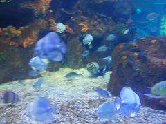 -沙沙哗啦海洋馆(华宇百花谷店)