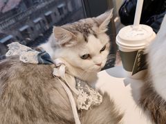 -怪兽屋·羊驼·猫咖·狗咖(俊华广场店)