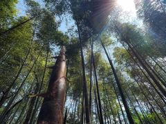 -大奇山国家森林公园