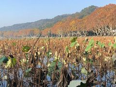 -西湖外事游船(花港观鱼码头)