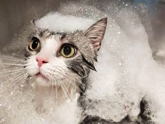 -PETKIT小佩宠物·低压洗护(国顺东路店)