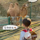 ¥10喂迷你网红小猪🐷玩激流水滑道💧潮州长隆亲子乐园