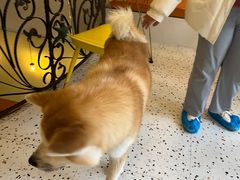 -喜柴咖啡·柴犬狗咖