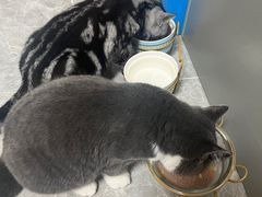 -lincat·猫舍(广州店)