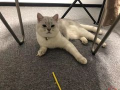 -伟伟宠物医院·瑞派猫友好医院·猫科(光谷店)