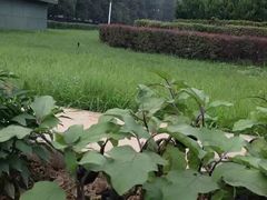 -钓鱼台国宾馆