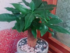 -桃园眷村(万象天地店)