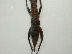 -上海昆虫博物馆