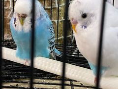 -丽江庭院之丽江往事(安定门店)