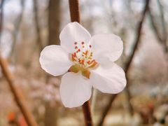 -桃花堤公园