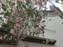 -深圳国际园林花卉博览园