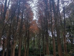 -宝界山林公园
