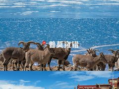 -羊卓雍措