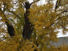 -大觉寺-停车场