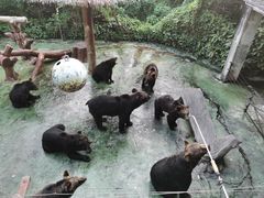 -深圳野生动物园