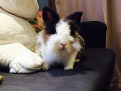 -藦茜花园宠物主题亲子互动体验馆(国顺东路店)